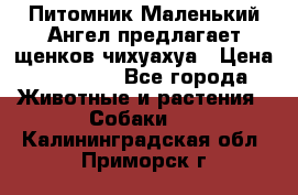 Питомник Маленький Ангел предлагает щенков чихуахуа › Цена ­ 10 000 - Все города Животные и растения » Собаки   . Калининградская обл.,Приморск г.